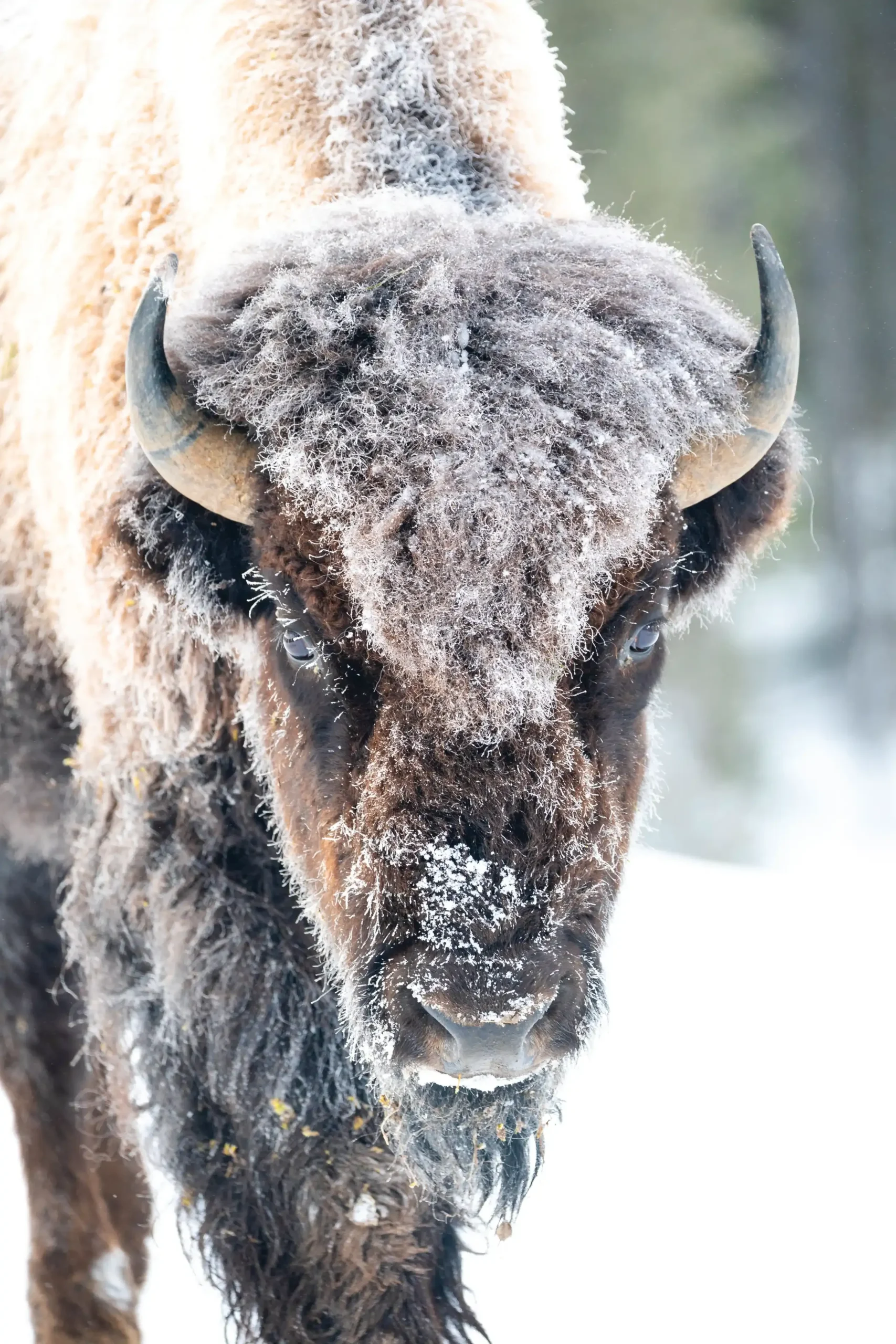 Frost-covered bison in Yellowstone winter