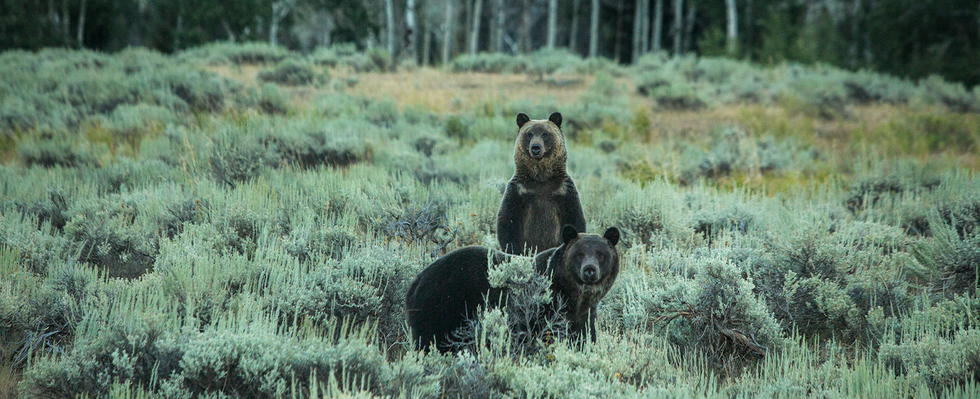 Adversity The Grizzly Dilemma grizzly 2