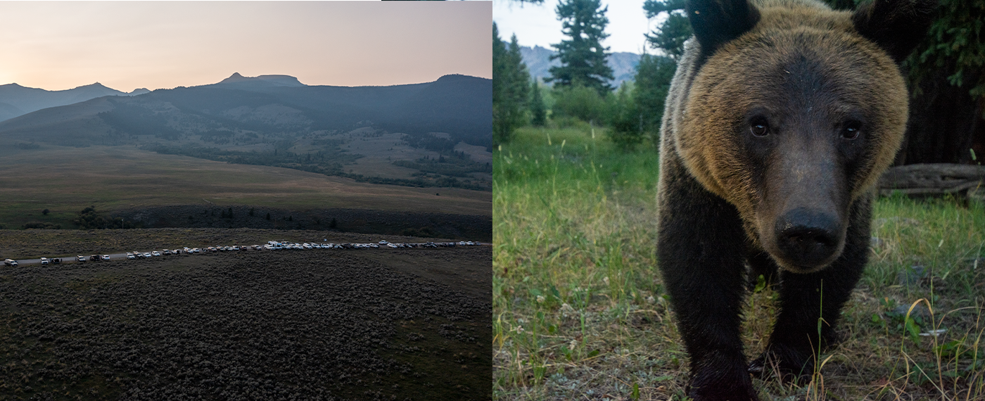 Adversity The Grizzly Dilemma grizzly 4