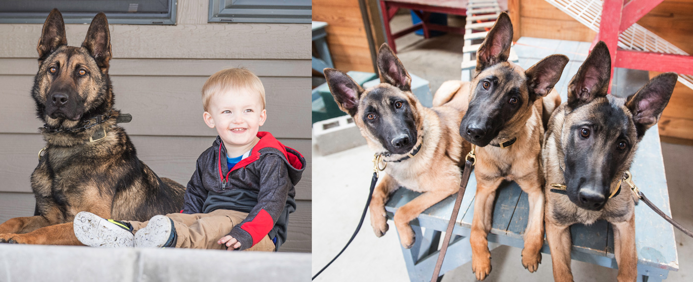 Advertorial Svalinn Dogs SvalinnDogs photos