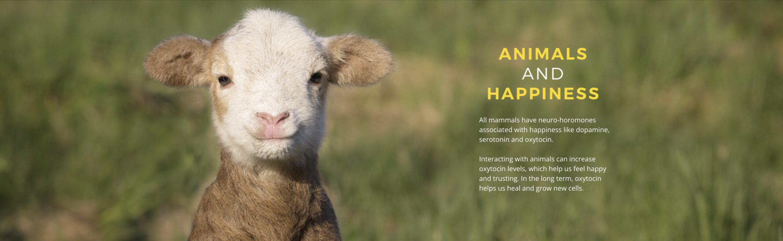 Dog portrait for Darwin quote