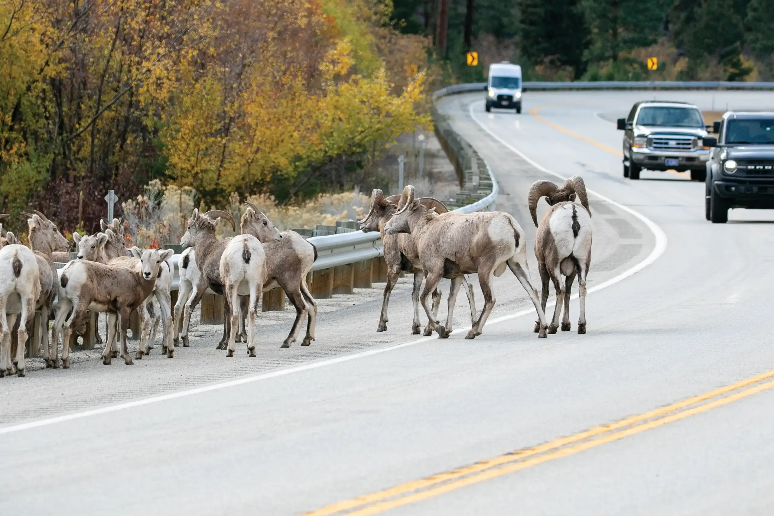 Bighorn sheep cross a road near Sula, Montana.