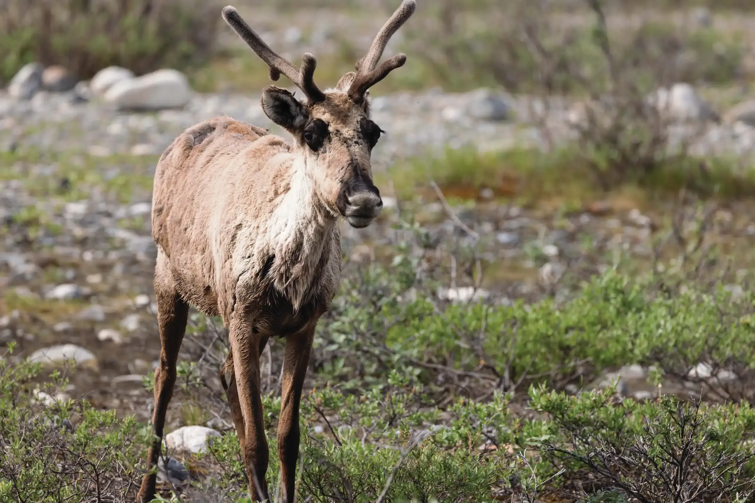 Outbound Gallery: Where Hope Endures 10 Young caribou resting near camp on Hula Hula