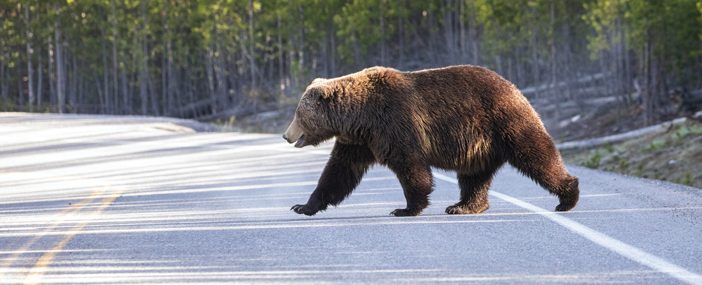 Environment: The Arena of Challenge for Grizzlies 2 Environment The Arena of Challenge for Grizzlies ArenaChallenge 1