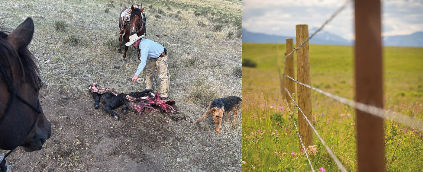 Environment: The Arena of Challenge for Grizzlies 3 Environment The Arena of Challenge for Grizzlies ArenaChallenge 2