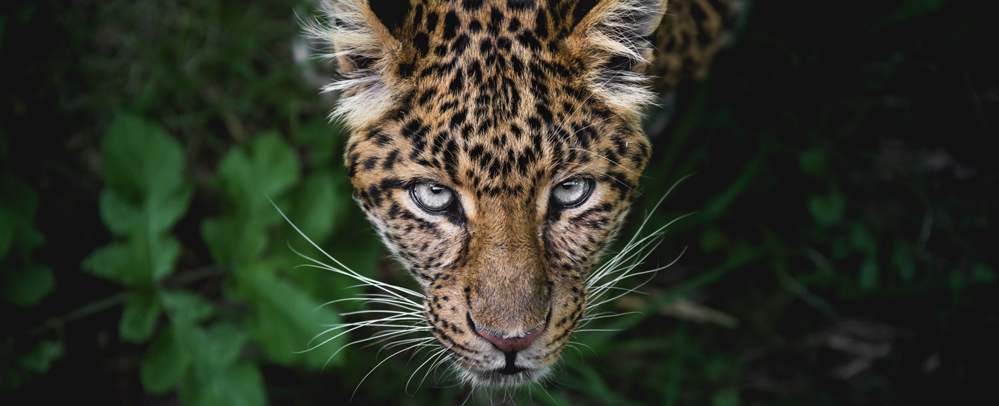 Featured Outlaw Rewilding Chile and Argentina Rewilding photos 2