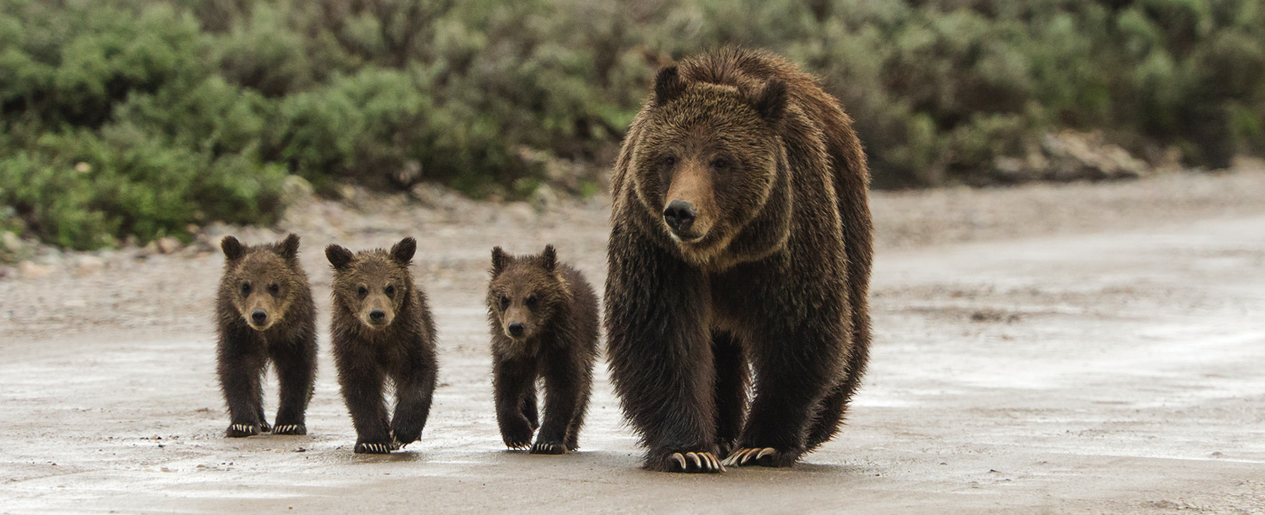 Greater Yellowstone: To Kill a Grizzly 3 Greater Yellowstone To Kill a Grizzly Grizzly photos3