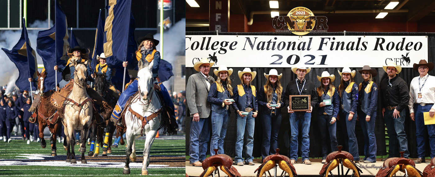 Industry Year of the Bobcat bobcat 2