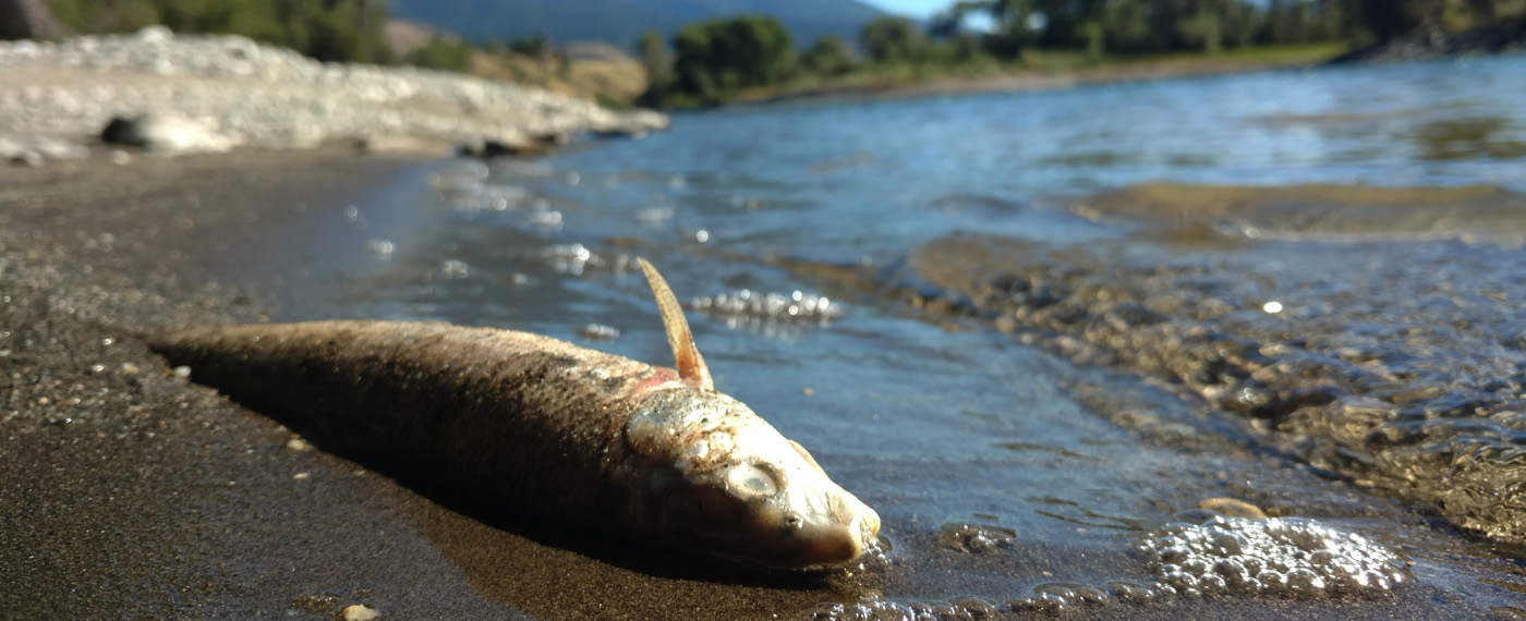 Land 2067 The Clock Struck Thirteen 2067 slide2 fish