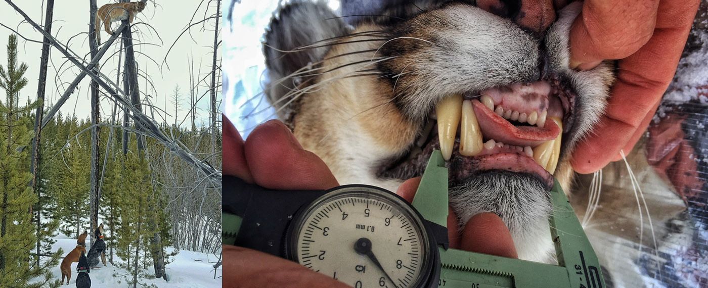 Land Chasing Secrets ChasingSecrets 1