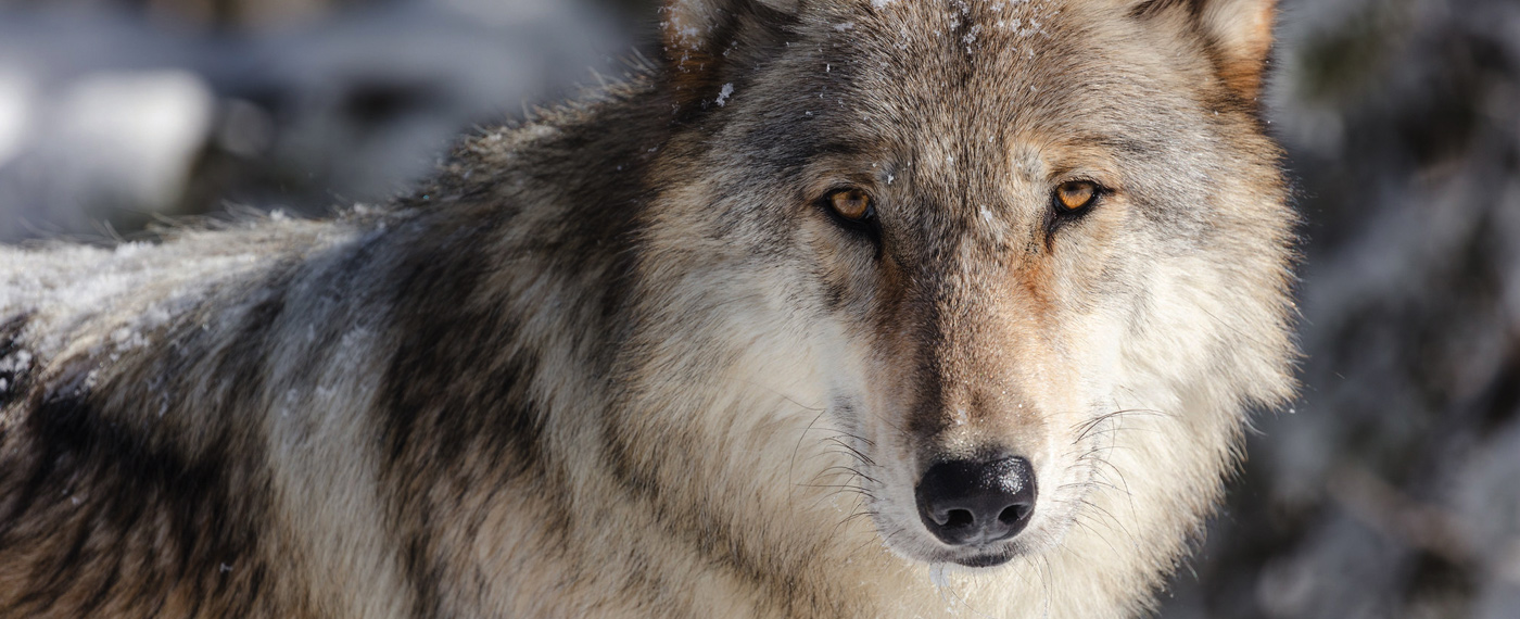 Land Hear them Howl hearHowl 6