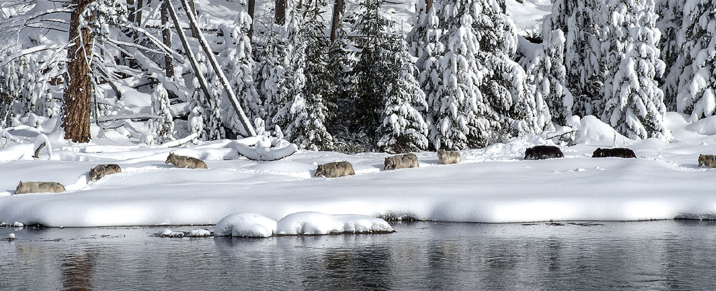 Land Where Wolves Dare WhereWolvesDare photos3