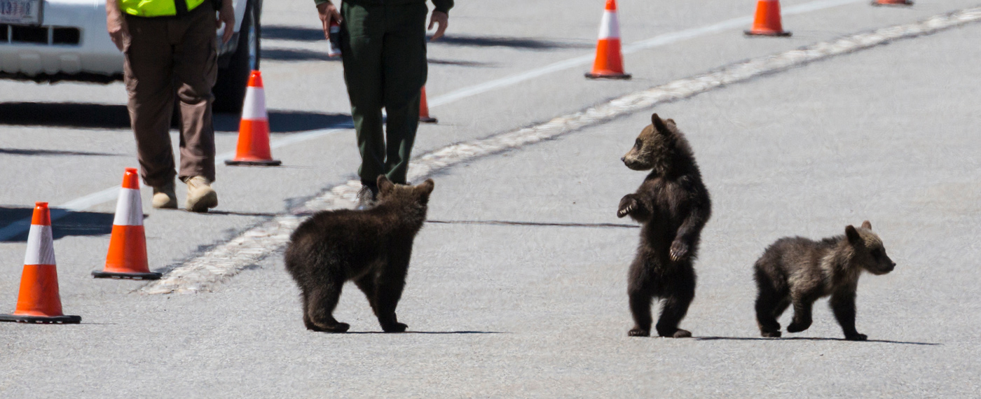 Featured Outlaw: Honoring the Queen of the Tetons 5 QueenOfTetons 4 full