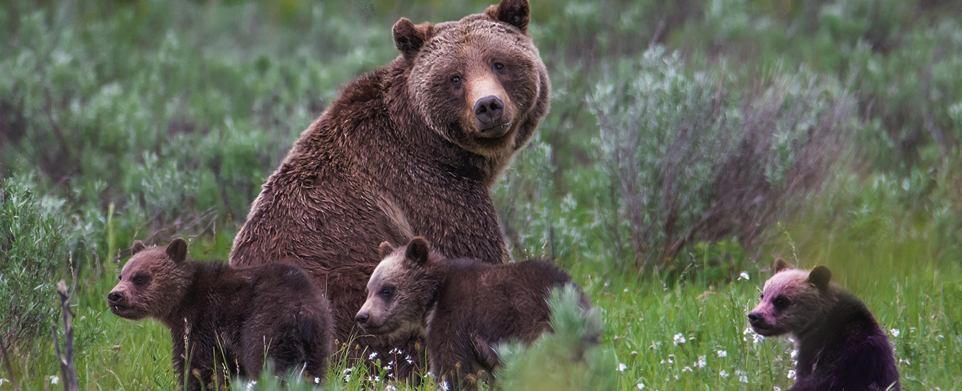 Featured Outlaw: Honoring the Queen of the Tetons 6 QueenOfTetons 5