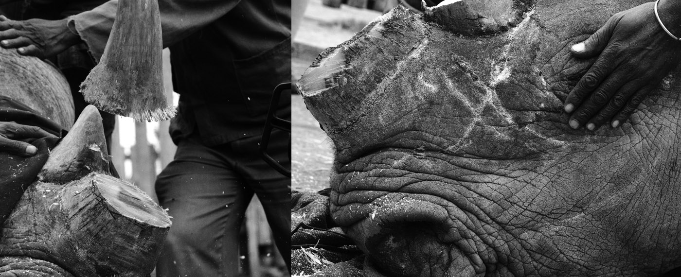 Reports The Price of Poaching poaching 1