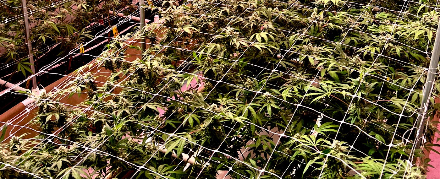 Sponsored Content: Growing the Medicine 2 Sponsored Content Growing the Medicine growingMedicine 1