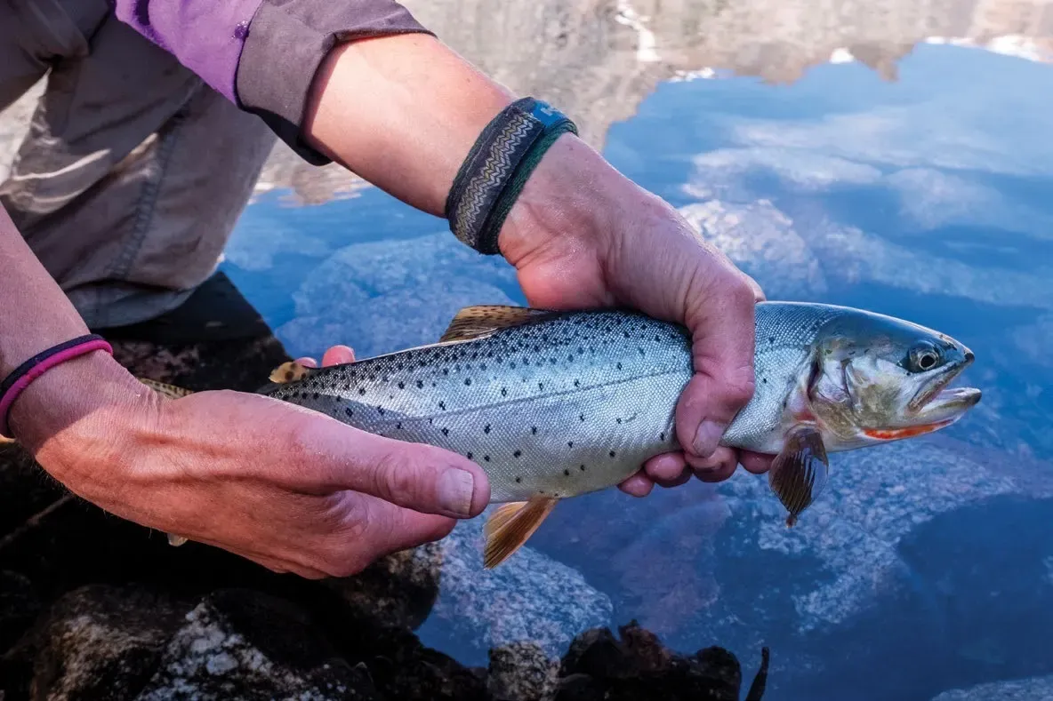 The Shifting Wild of Adventuring with Kids 7 Caroline releasing a cutthroat trout back into Glacier Lake