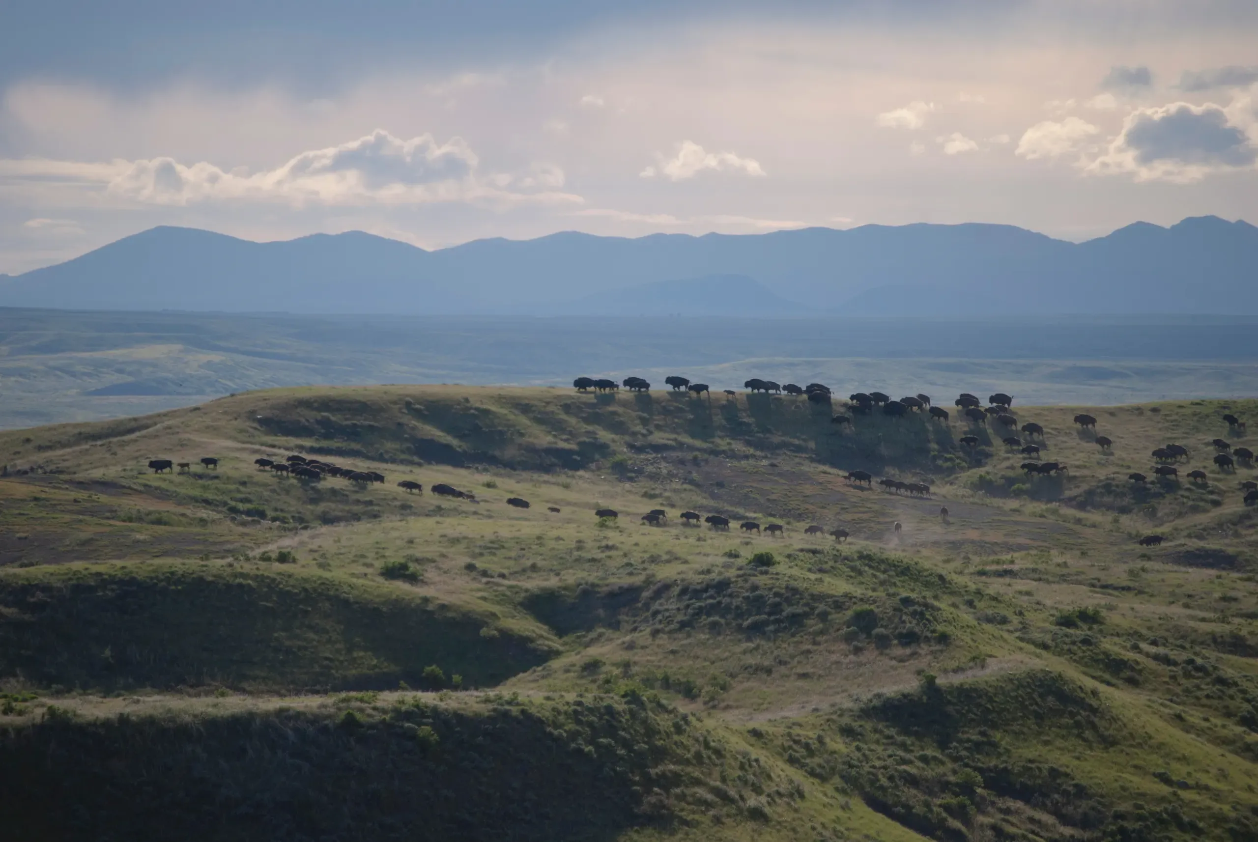 Bison herd at American Prairie reserve in Montana