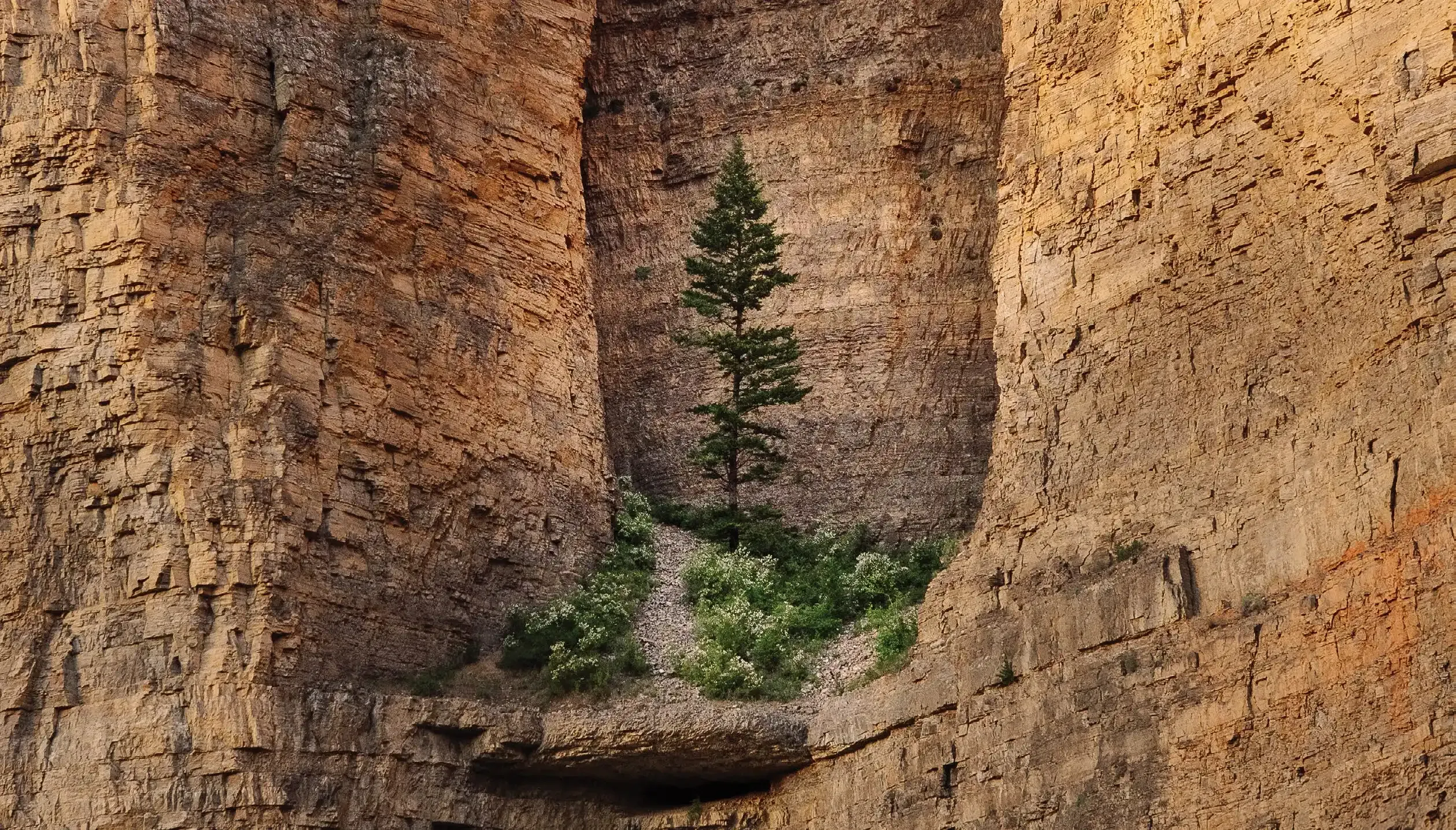 Floating Through Old Water Conflicts 5 A lone fir grows from the limestone walls of the Smith River canyon