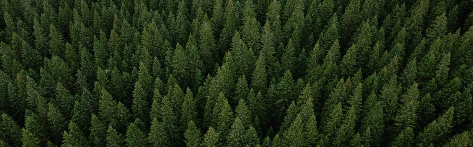 Land: Sustaining the Spirit of Conservation 8 sustainingSpirit timeline bkgd