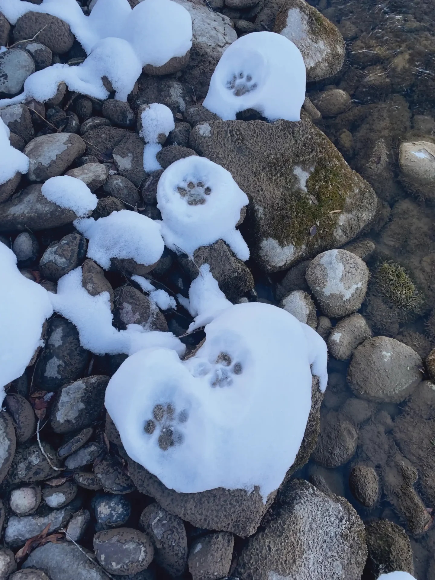 tracks along river f61